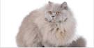 British Longhair Cat: All About Its Personality ...