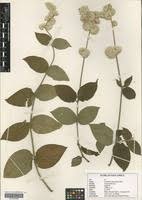 Image result for Cyathula polycephala