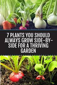 Grow These Plants Side By Side For A Thriving Garden Garden Companion Planting Thriving Garden Home Vegetable Garden