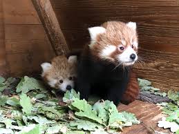 Parken zoo is a combined amusement park and zoo in the town of eskilstuna in sweden. Tillokning Hos Rod Panda Pa Parken Zoo