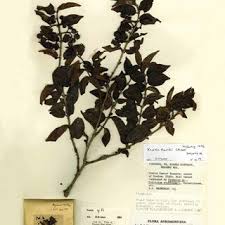 Image result for Keetia gueinzii