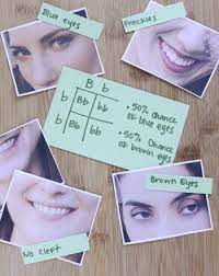 Punnett Square Dominant And Recessive Traits Science Project Education Com Science Fair Science Fair Projects Punnett Squares