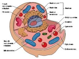 Check spelling or type a new query. Animal Cell Diagram Labeled Animal Cell Cell Diagram Cells Project