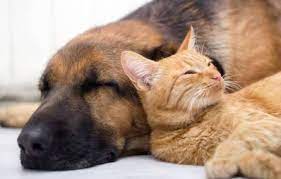 Mit 19 mitgliedsvereinen vertritt der verband 5000 heilerinnen und heiler mit verschiedensten heilweisen und weltanschauungen. Pro Contra Katzen Einzeln Halten Agila