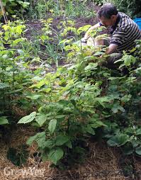 Maybe you would like to learn more about one of these? 10 Things I Wish I D Known Before Starting A Vegetable Garden