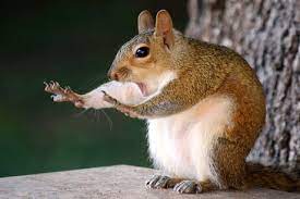 Similarly, do squirrels take fall damage? A Squirrel Would Have To Fall 4800 Miles To Die From Falling They Can Survive A