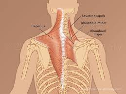There are around 650 skeletal muscles within the typical human body. Trapezius Rhomboid Levator Medical Art Library Human Body Muscles Medical Art Muscle Anatomy