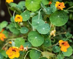 Image result for Nasturtium
