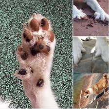 Image result for lundehund