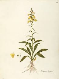 Image result for Scrophulariaceae