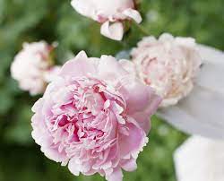 The leafy shoots wilt suddenly and fall over. Peonies And Ants Do Peonies Attract Ants And How Do I Get Rid Of Them