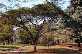 Image result for Albizia adianthifolia