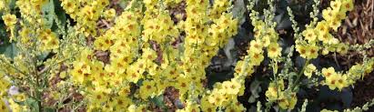 Image result for Verbascum
