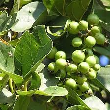 Image result for Cordia myxa