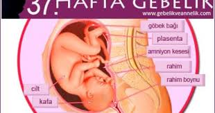 3 Trimester Gebelikte 37 Hafta Bebek Gelisimi 37 Weeks Pregnant Pregnant 41 Weeks Pregnant