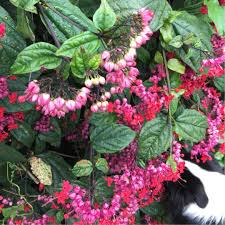 Maybe you would like to learn more about one of these? Clerodendrum Thomsoniae Delectum Red Bleeding Heart Vine In Gardentags Plant Encyclopedia