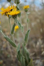 Image result for Pentarrhinum