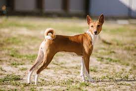 Join facebook to connect with anas bajensi and others you may know. Basenji Charakter Haltung Pflege Zooplus Hundemagazin