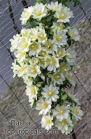 Image result for Pereskia aculeata