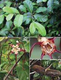 Image result for Strophanthus