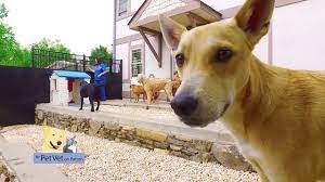 The pet vet on patton. Pet Vet On Patton Youtube