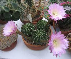 Download cactus spiky stock photos. 50 Popular Types Of Succulents With Pictures Keeping Succulents