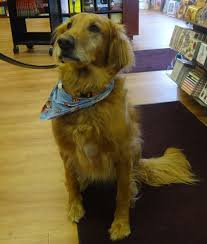 Wellesley Books Newsletter Old Golden Retriever Dog Friendly Stores Golden Retriever Instagram