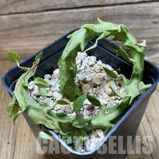 Image result for Ceropegia cimiciodora