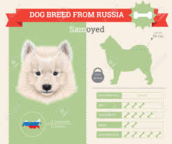 Samoyed Dog Breed Vector Infographics This Dog Breed From Russia