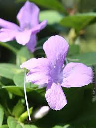 Image result for Barleria sp. D (near holubii)
