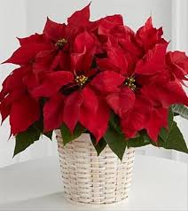 The Traditional Holiday Blooming Plant A Christmas Poinsettia With Its Dark Leaves And Deep Red Fl Christmas Flowers Christmas Bouquet Christmas Centerpieces