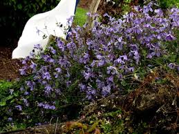 Check spelling or type a new query. Clematis Integrifolia Blue Boy Friedrich M Westphal Clematiskulturen
