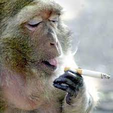 Tasteless Rapid Will Cast Bisu Flash Yellow Nal Ra Brood War Legend Match Starting In 12 Hours From This Post Monkeys Funny Pet Monkey Funny Animal Pictures