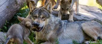 Parc Animalier De Sainte Croix Vacances Pour Seniors