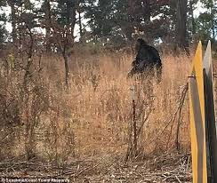 Truckie Describes Frightening Encounter With Massive Yowie Bigfoot Pictures Bigfoot Sightings Bigfoot