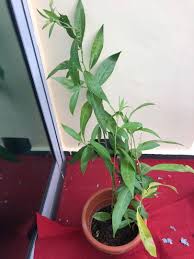 Though they're evergreen, during a harsh winter they may drop leaves. Night Blooming Jasmine Plant For Sale Night Blooming Jasmine à¤° à¤¤ à¤• à¤° à¤¨