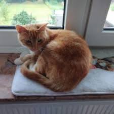 To view this video please enable javascript, and consider upgrading to a web browser that supports html5 video. Zwei Katzen Spielen Backe Backe Kuchen