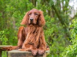 We did not find results for: Irish Setter Im Rasseportrait Zooroyal Magazin