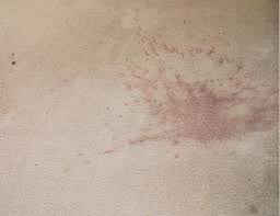 What to expect on your. Carpet Cleaning Rockford Professional Affordable