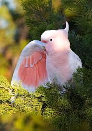 Treknature Pink Cockatoo Photo Animals Beautiful Bird Breeds Pink Cockatoo