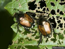 Check spelling or type a new query. Rose Insects Related Pests Home Garden Information Center