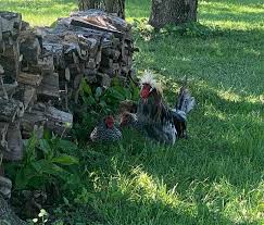 Michelle Mounce (@mychickensmygardens) • Instagram photos and videos