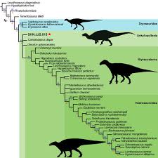 Image result for Orthopichonia