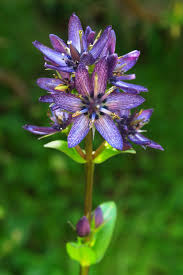 Image result for Swertia