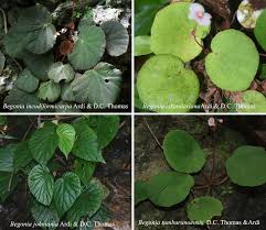 Image result for Begoniaceae