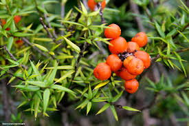 Image result for Alyxia