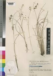 Image result for Helixanthera schizocalyx