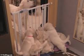 English cream golden retriever breeder in texas. Experienced Dog Shows Off Her Parenting Skills As She Silences Her Excited Litter With One Bark Daily Mail Online