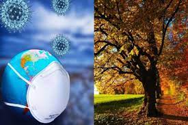 Can Trees Help Us Fight Against Covid 19 Pandemic