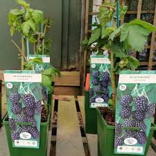 These strong, durable mini greenhouses are built to last, so you can reuse your bio dome seed starter kit year after year! Blackberry Bush Spd Fife
